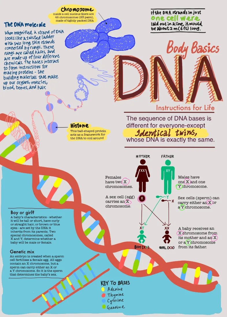 DNA sample note, fully hand-illustrated